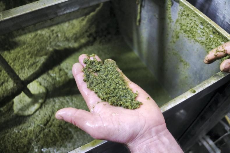 seaweed_image_farmers_journal_1675875717