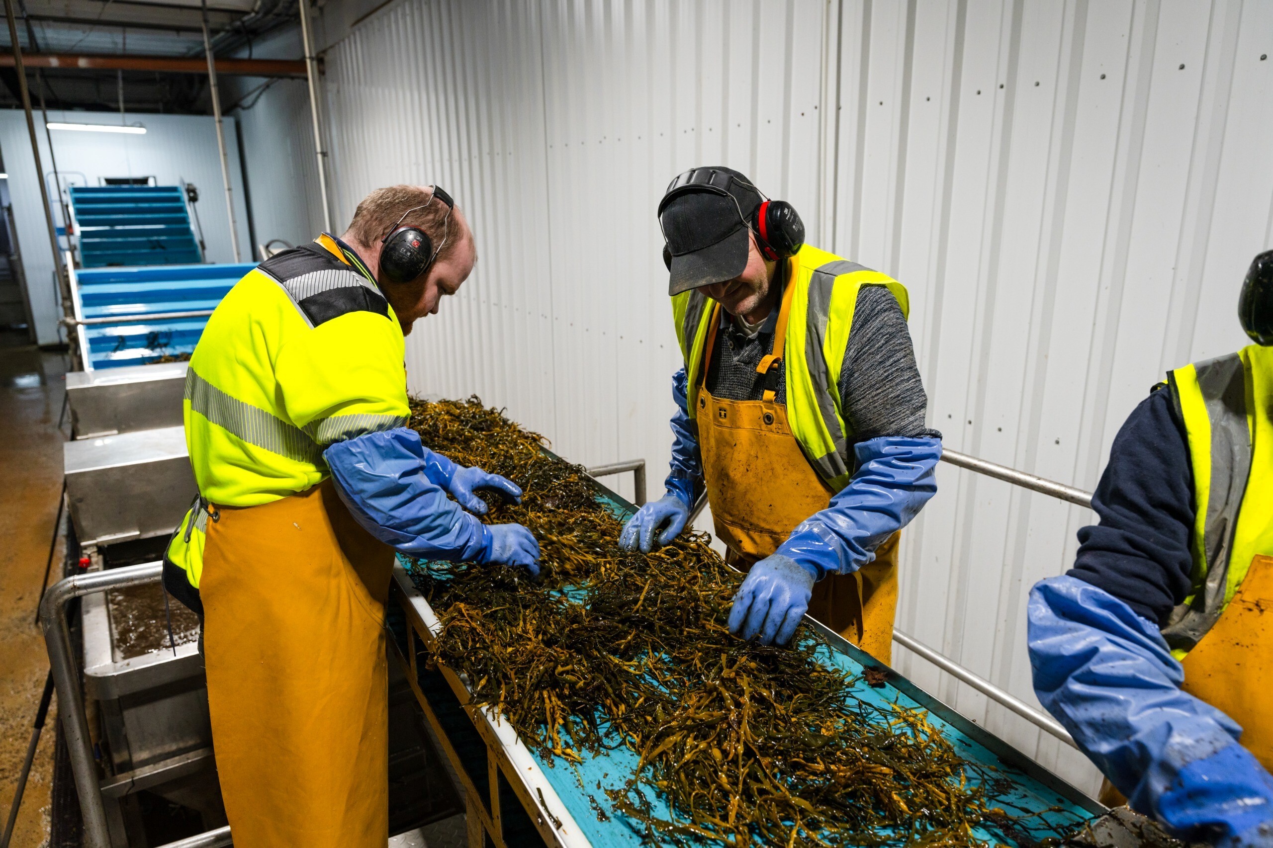 Staff sorting seaweed line