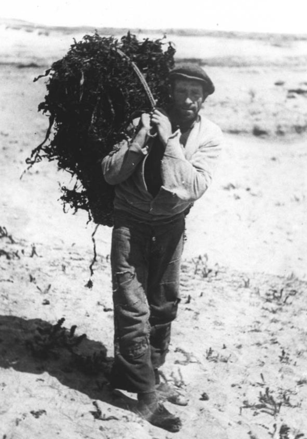 Seaweed images NMI IFD-21